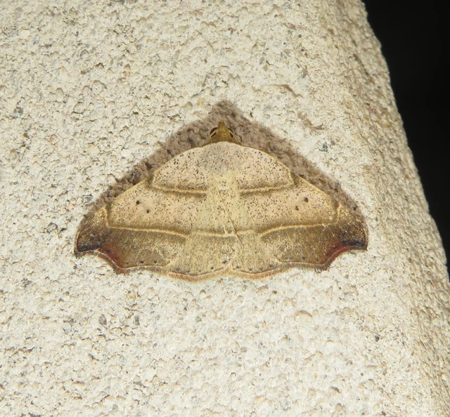 Laspeyria flexula - zuzmóbagoly