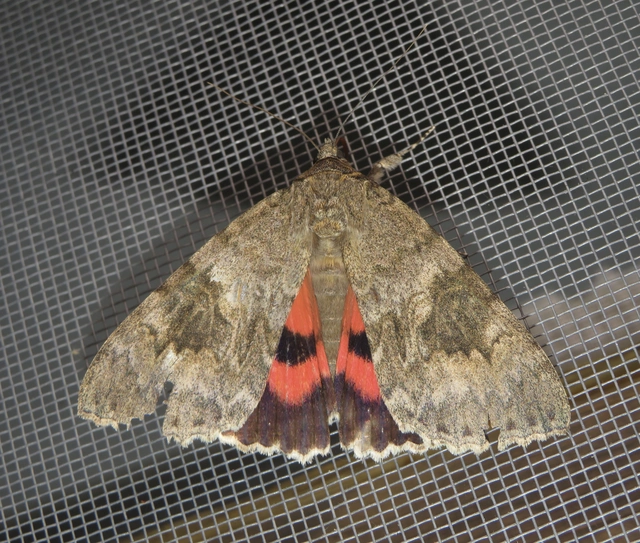 Catocala nupta - piros övesbagoly