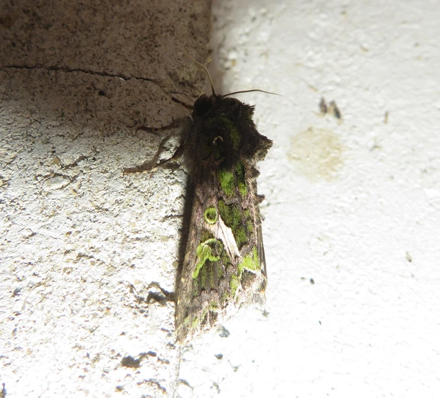 Trachea atriplicis - nyári zöldbagoly