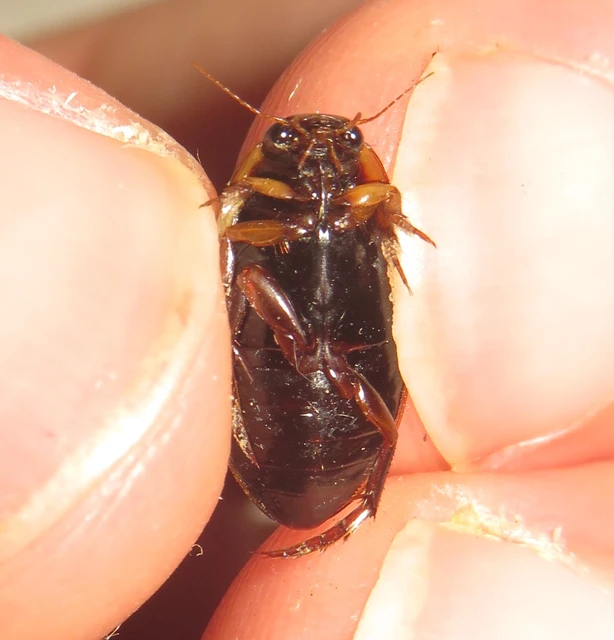 Rhantus suturalis - gyakori particsíkbogár