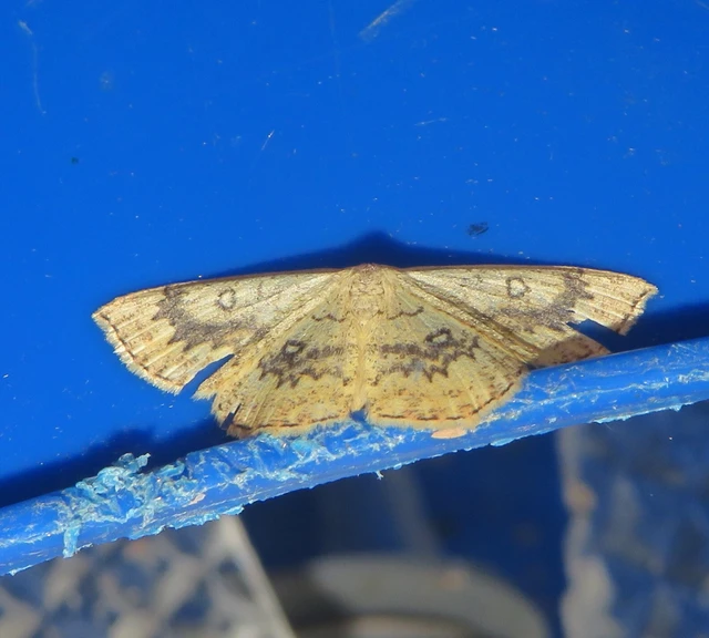 Cyclophora annularia - gyűrűs pettyesaraszoló