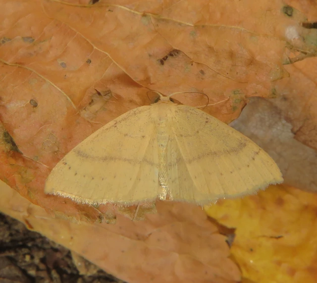 Cyclophora linearia - vonalas pettyesaraszoló