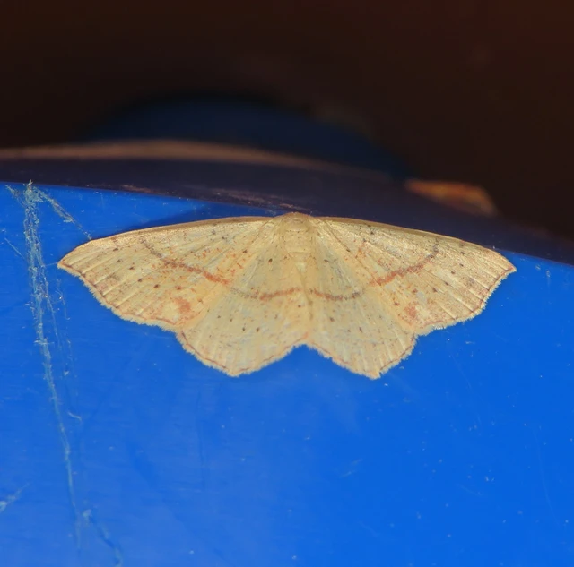 Cyclophora punctaria - sávos pettyesaraszoló