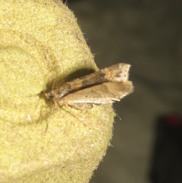 Xanthorhoe ferrugata - kerti tarkaaraszoló