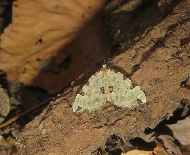 Colostygia pectinataria - zöld levélaraszoló