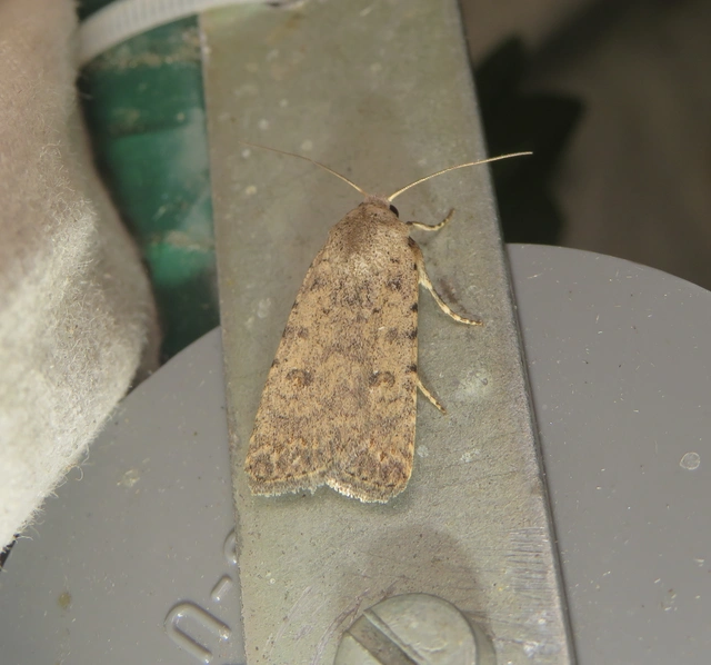 Paradrina clavipalpis - közönséges selymesbagoly