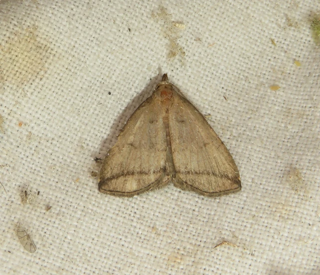 Herminia grisealis - ligeti karcsúbagoly