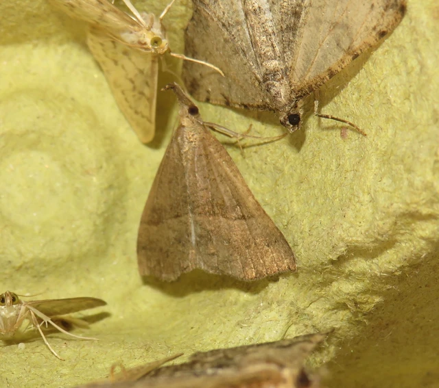 Hypena proboscidalis - ormányos karcsúbagoly