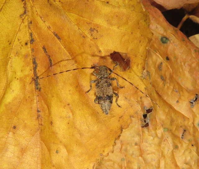 Leiopus nebulosus - öves gesztcincér