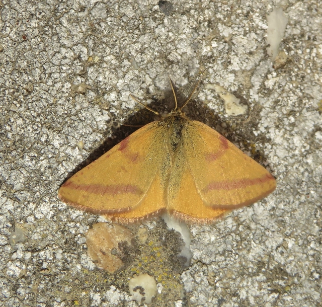 Lythria purpuraria - bíborsávos araszoló