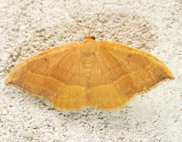 Watsonalla cultraria - bükkfa-sarlósszövő