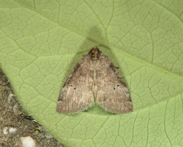 Ochropacha duplaris - égerlevél-pihésszövő