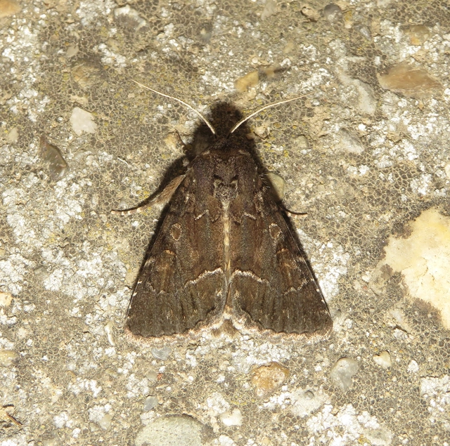Thalpophila matura - fakó erdeibagoly