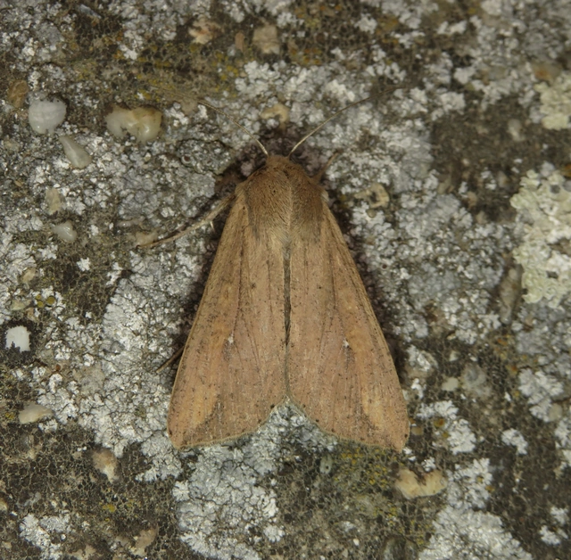 Mythimna unipuncta - hordabagoly