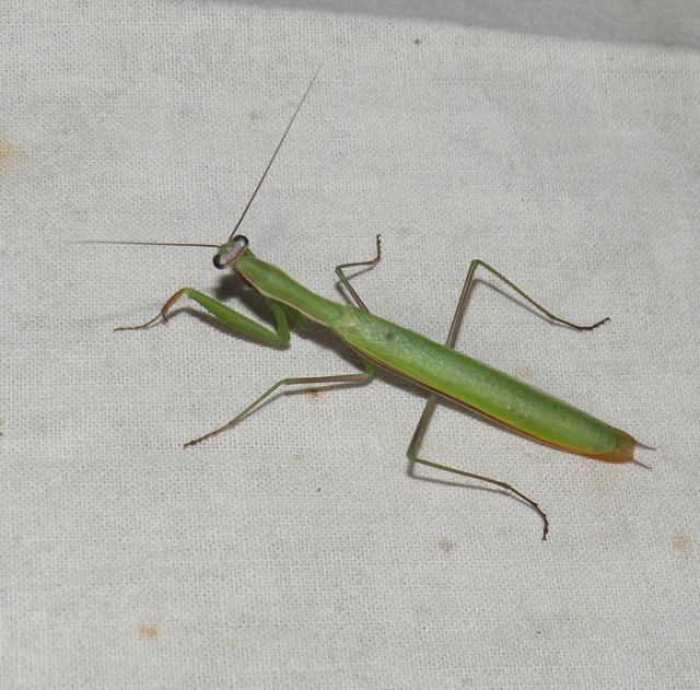 Mantodea - Fogólábúak