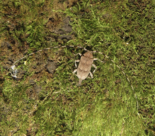 Acanthocinus aedilis - nagy daliáscincér