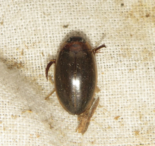 Rhantus