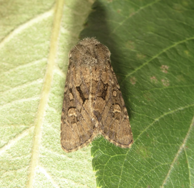 Luperina testacea - barnás szürkebagoly