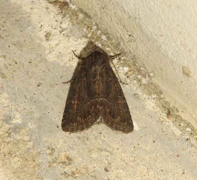 Thalpophila matura - fakó erdeibagoly
