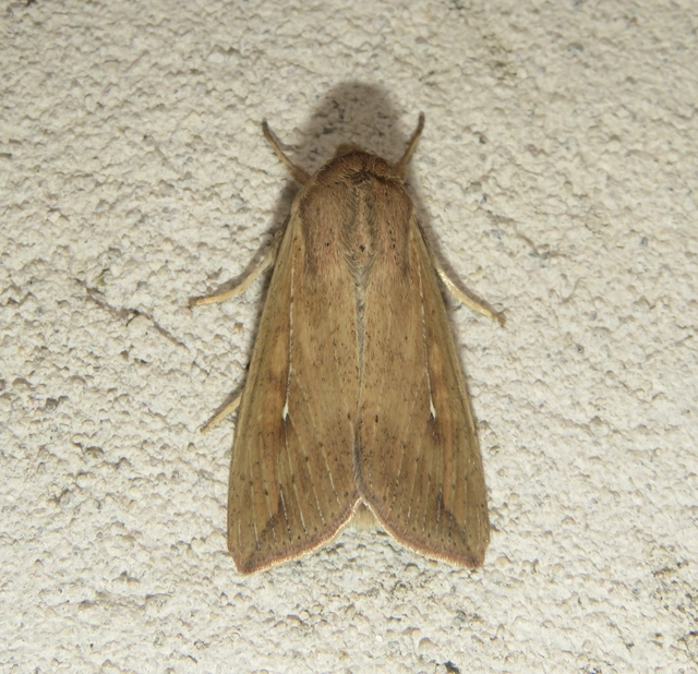 Mythimna unipuncta - hordabagoly