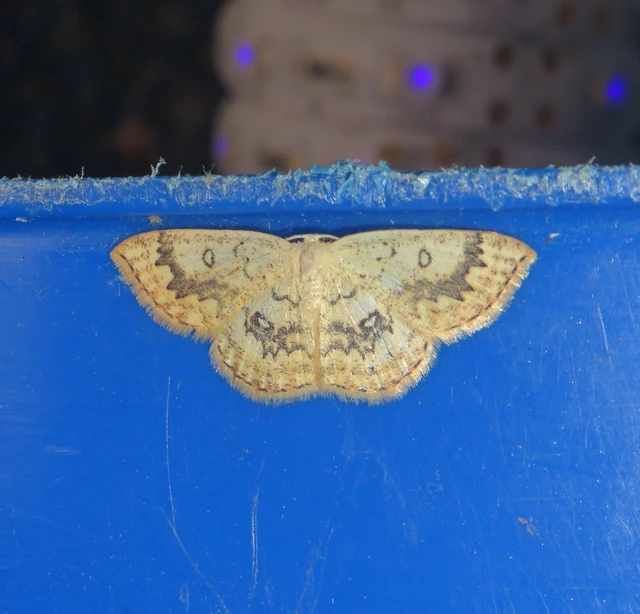 Cyclophora annularia - gyűrűs pettyesaraszoló