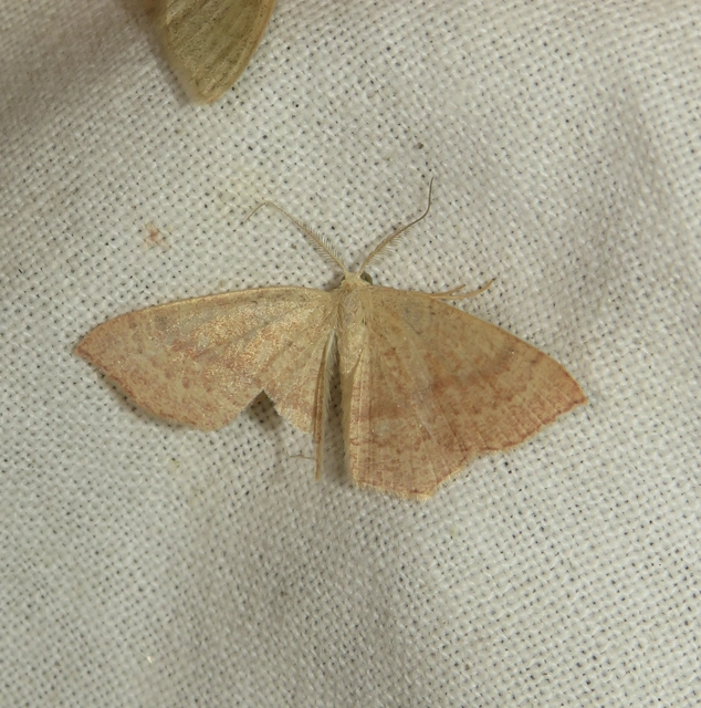 Cyclophora linearia - vonalas pettyesaraszoló