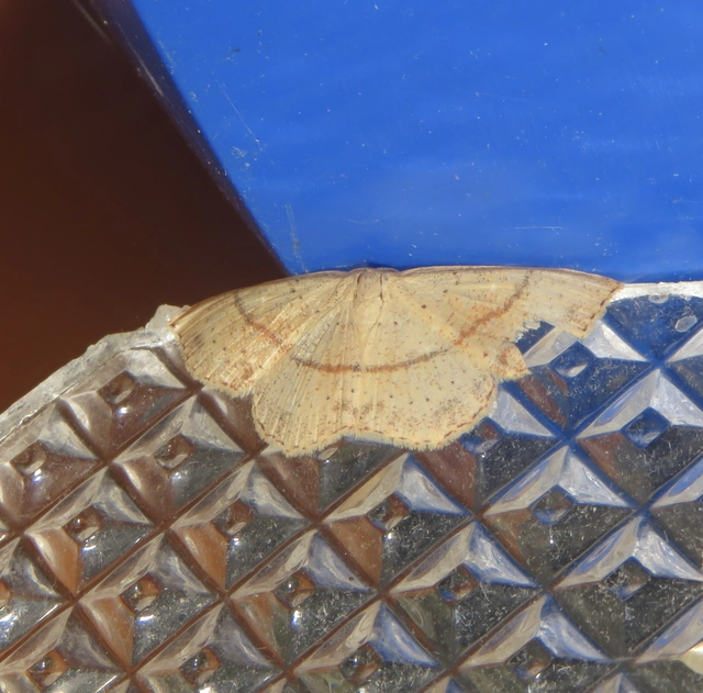 Cyclophora punctaria - sávos pettyesaraszoló