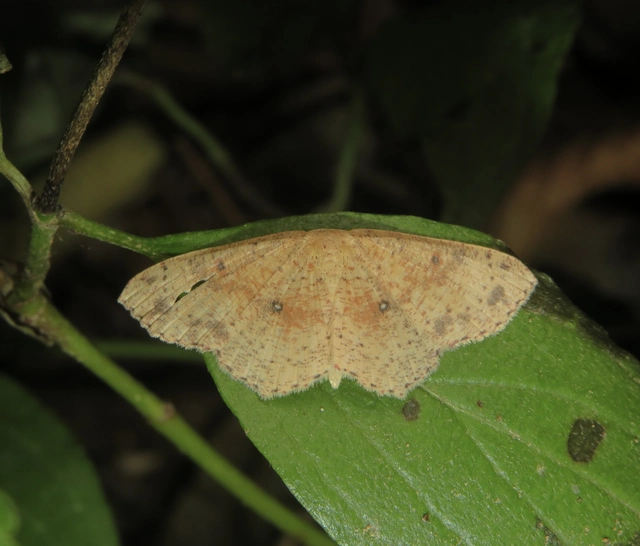 Cyclophora porata - körös pettyesaraszoló