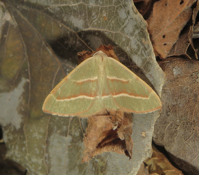 Hylaea fasciaria - erdeifenyő-sávosaraszoló