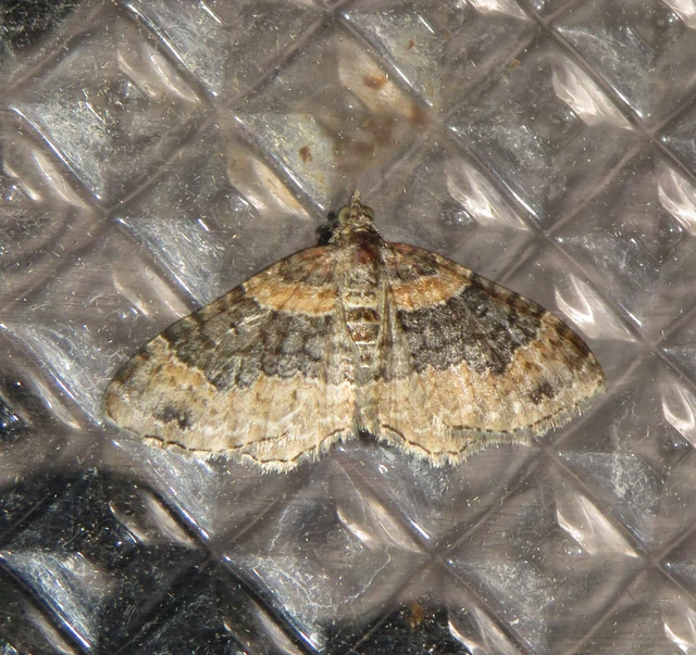 Xanthorhoe ferrugata - kerti tarkaaraszoló