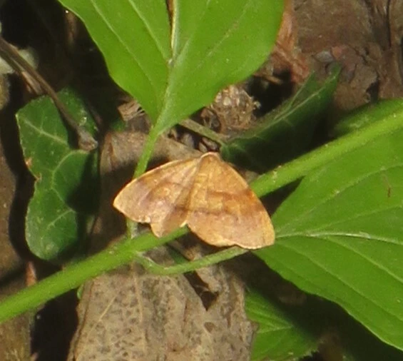 Plagodis pulveraria - szemcsés araszoló