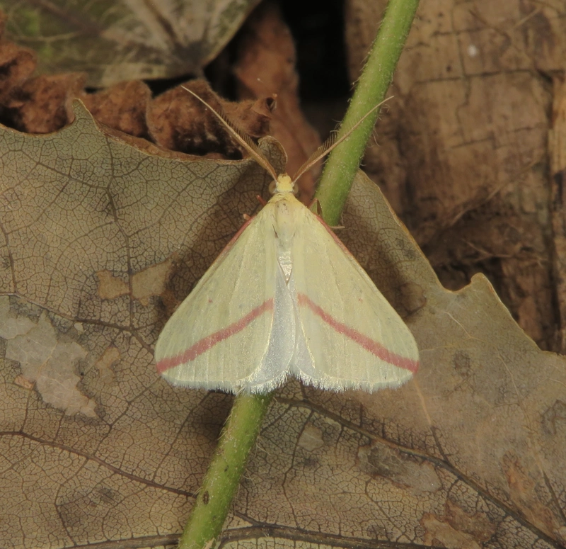 Rhodometra sacraria - rózsacsíkos araszoló