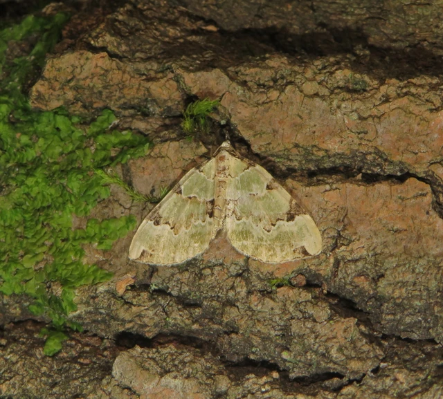 Colostygia pectinataria - zöld levélaraszoló