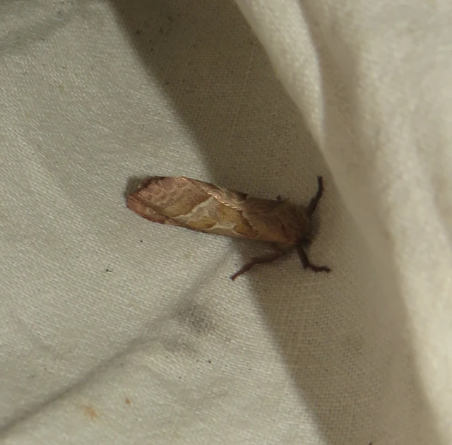 Triodia sylvina - kis gyökérrágólepke
