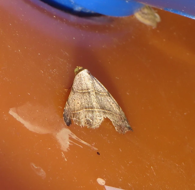 Laspeyria flexula - zuzmóbagoly