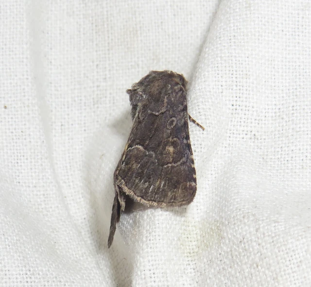 Thalpophila matura - fakó erdeibagoly