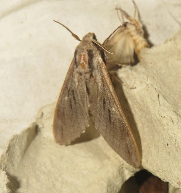 Hyloicus pinastri - fenyőszender
