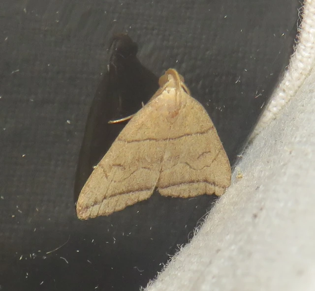 Herminia grisealis - ligeti karcsúbagoly
