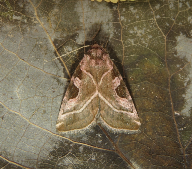 Eucarta virgo - mocsári ametisztbagoly