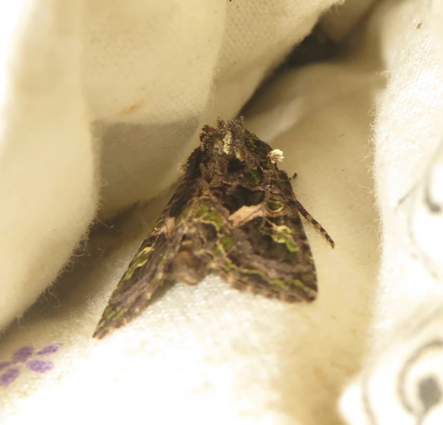 Trachea atriplicis - nyári zöldbagoly