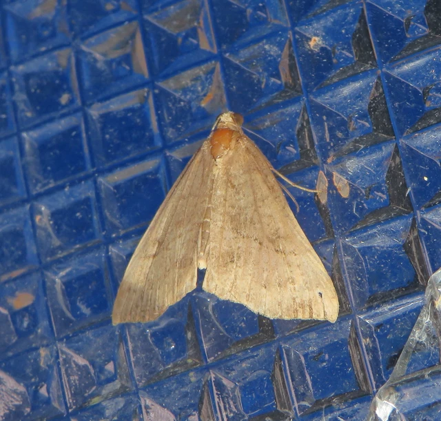 Hypena proboscidalis - ormányos karcsúbagoly