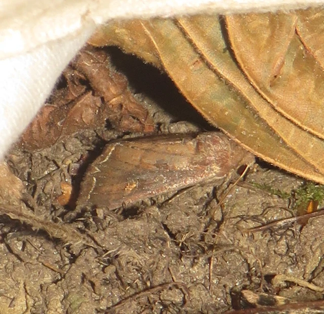 Lacanobia oleracea - saláta-kertibagoly