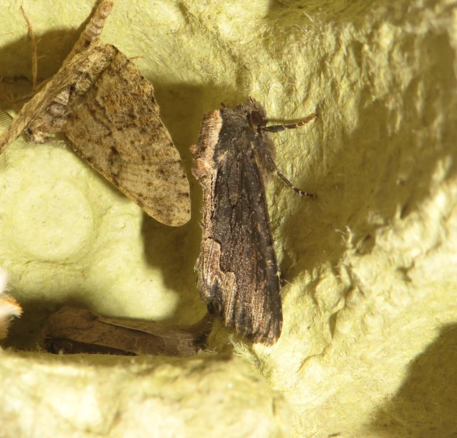 Dypterygia scabriuscula - szurokbarna nyáribagoly