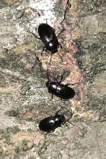 Nalassus dermestoides - rövidszárnyú gyászbogár