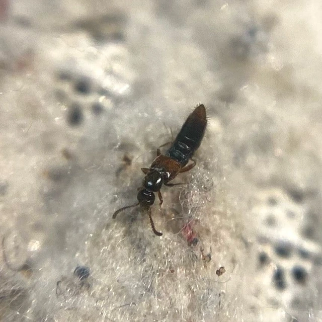 Phloeopora teres - közönséges szúvadászholyva
