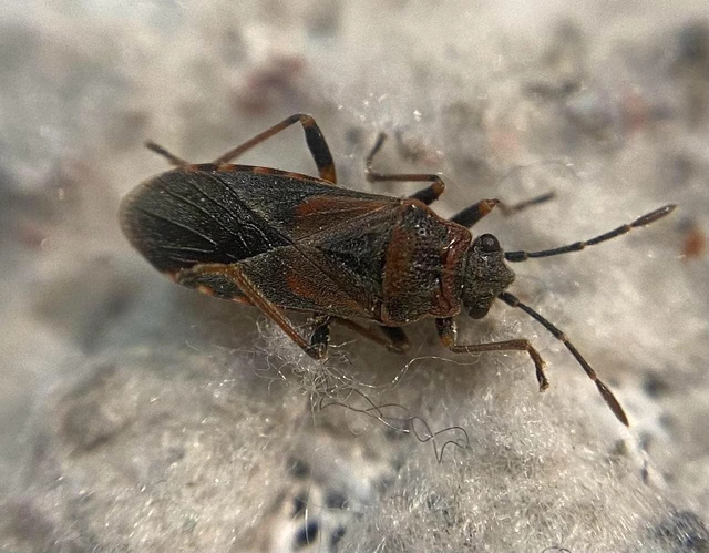 Arocatus melanocephalus