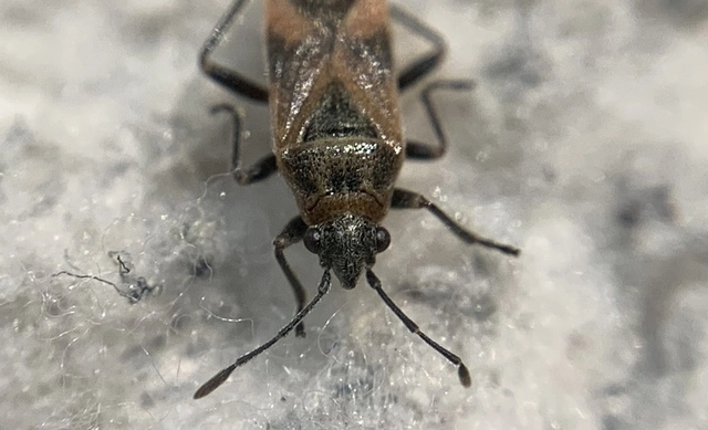 Arocatus longiceps - platánbodobács