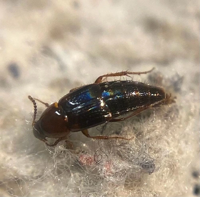 Mycetoporus rufescens - vöröses gombászholyva Mycetoporus rufescens - vöröses gombászholyva
