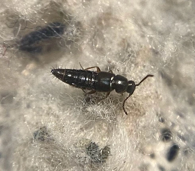 Mocyta orbata - fényeshátú komposztholyva