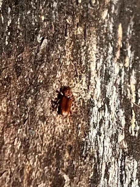 Bothrideres bipunctatus - szívnyakú humuszbogár